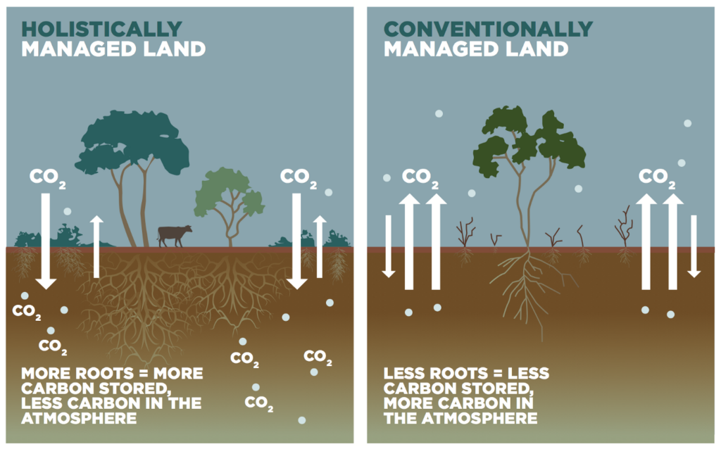 Holistically vs Conventionally Managed Land