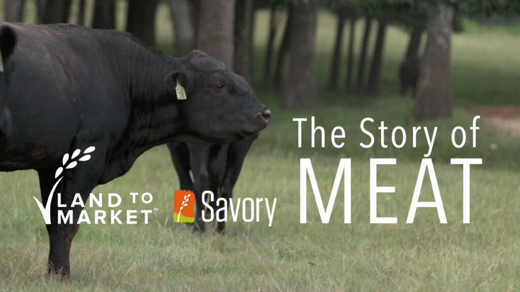 story-of-meat-youtube-preview
